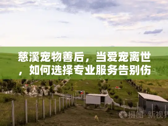 慈溪宠物善后，当爱宠离世，如何选择专业服务告别伤痛？