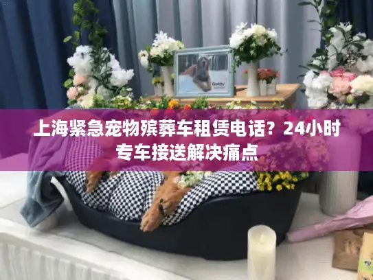 上海紧急宠物殡葬车租赁电话？24小时专车接送解决痛点