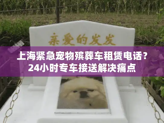 上海紧急宠物殡葬车租赁电话？24小时专车接送解决痛点