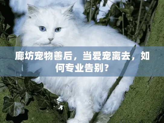 廊坊宠物善后，当爱宠离去，如何专业告别？