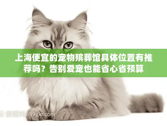 上海便宜的宠物殡葬馆具体位置有推荐吗？告别爱宠也能省心省预算