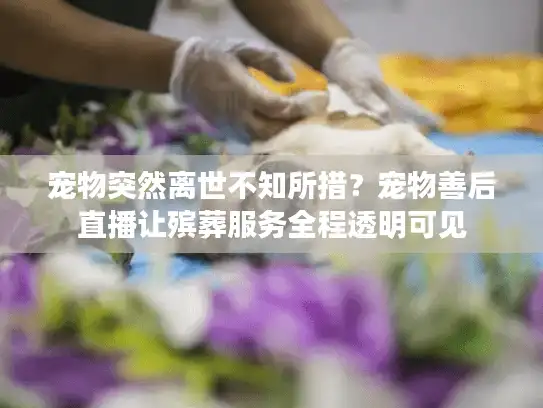 宠物突然离世不知所措？宠物善后直播让殡葬服务全程透明可见