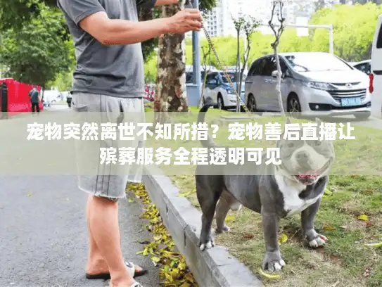 宠物突然离世不知所措？宠物善后直播让殡葬服务全程透明可见