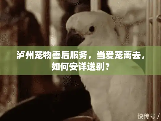 泸州宠物善后服务，当爱宠离去，如何安详送别？
