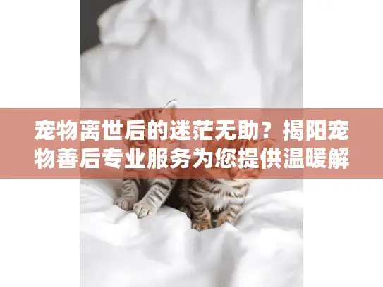 宠物离世后的迷茫无助？揭阳宠物善后专业服务为您提供温暖解决方案