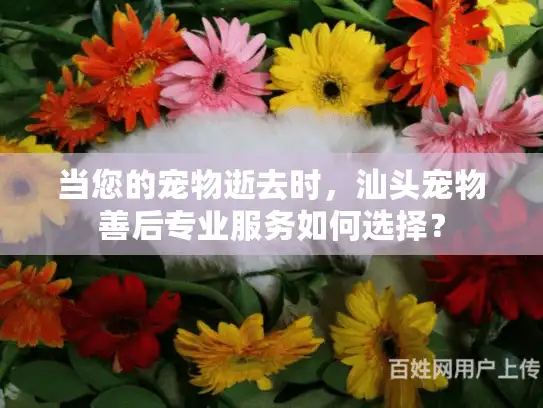 当您的宠物逝去时，汕头宠物善后专业服务如何选择？