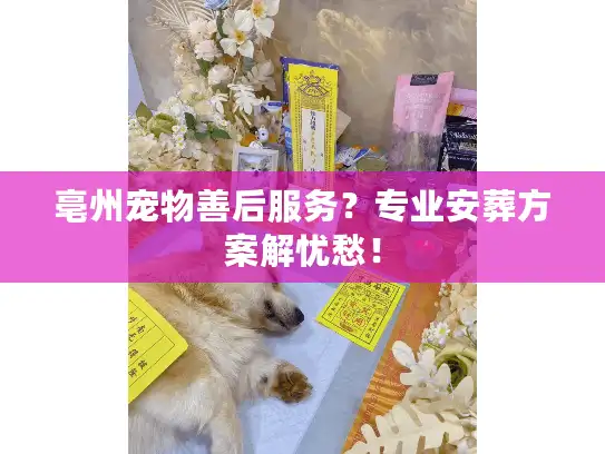 亳州宠物善后服务？专业安葬方案解忧愁！