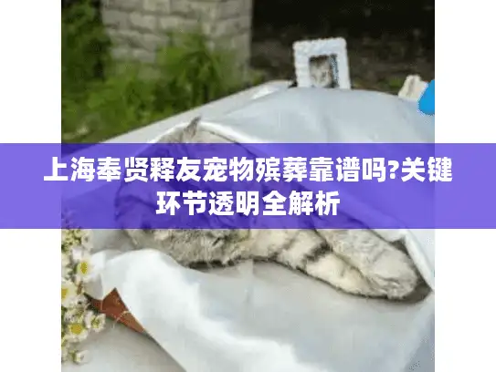上海奉贤释友宠物殡葬靠谱吗?关键环节透明全解析