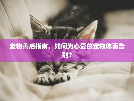 宠物善后指南，如何为心爱的宠物体面告别？