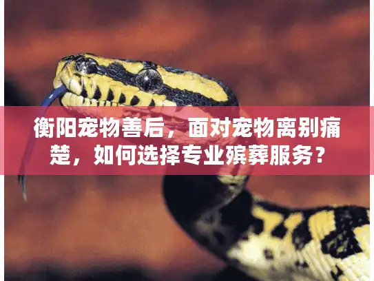 衡阳宠物善后，面对宠物离别痛楚，如何选择专业殡葬服务？