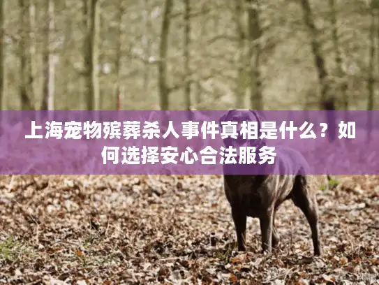 上海宠物殡葬杀人事件真相是什么？如何选择安心合法服务