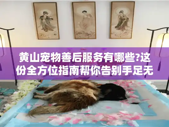 黄山宠物善后服务有哪些?这份全方位指南帮你告别手足无措