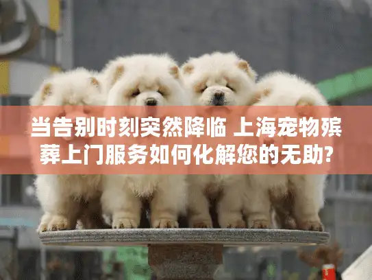 当告别时刻突然降临 上海宠物殡葬上门服务如何化解您的无助?