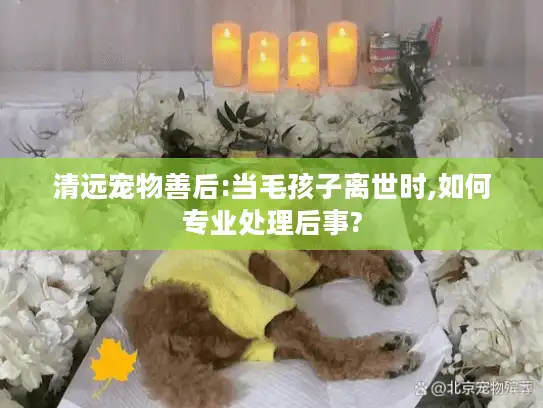 清远宠物善后:当毛孩子离世时,如何专业处理后事?