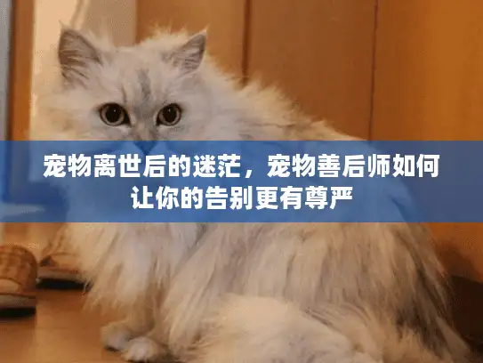 宠物离世后的迷茫，宠物善后师如何让你的告别更有尊严