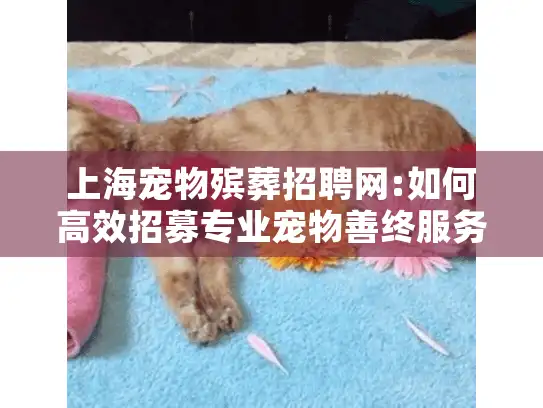 上海宠物殡葬招聘网:如何高效招募专业宠物善终服务人才?
