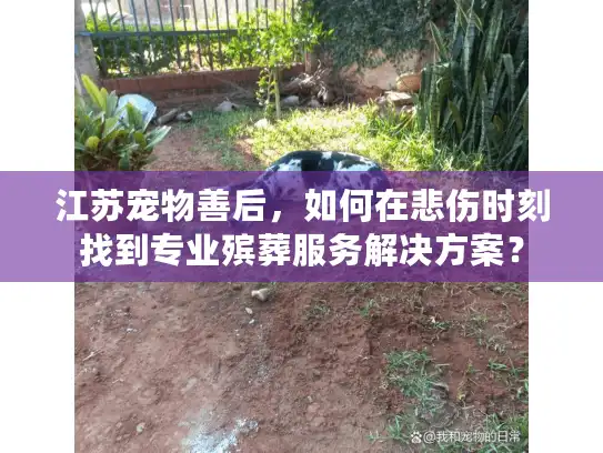 江苏宠物善后，如何在悲伤时刻找到专业殡葬服务解决方案？