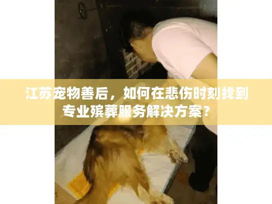 江苏宠物善后，如何在悲伤时刻找到专业殡葬服务解决方案？