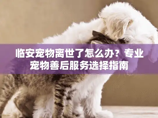 临安宠物离世了怎么办？专业宠物善后服务选择指南