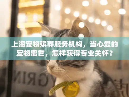上海宠物殡葬服务机构，当心爱的宠物离世，怎样获得专业关怀？