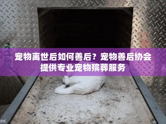 宠物离世后如何善后？宠物善后协会提供专业宠物殡葬服务