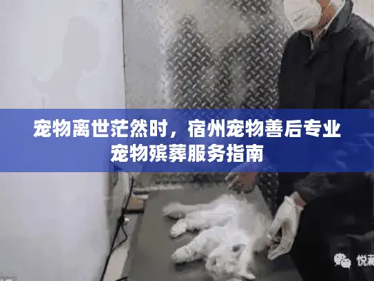 宠物离世茫然时，宿州宠物善后专业宠物殡葬服务指南