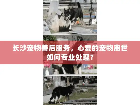 长沙宠物善后服务，心爱的宠物离世如何专业处理？