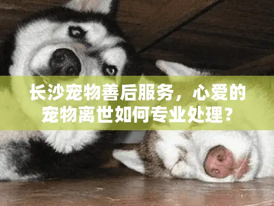 长沙宠物善后服务，心爱的宠物离世如何专业处理？