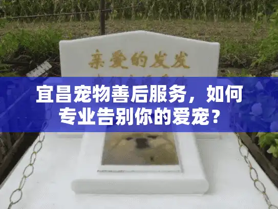 宜昌宠物善后服务，如何专业告别你的爱宠？