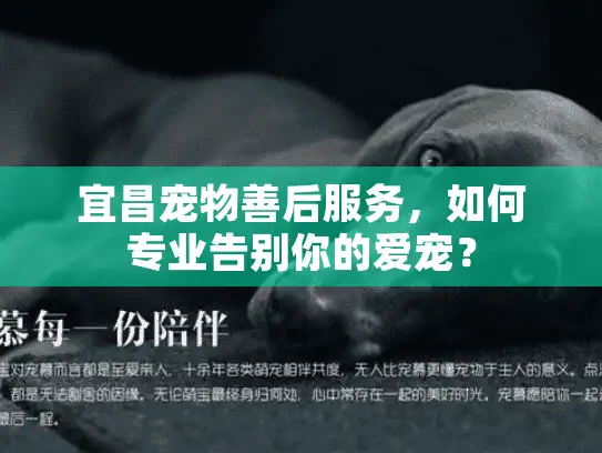 宜昌宠物善后服务，如何专业告别你的爱宠？
