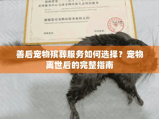 善后宠物殡葬服务如何选择？宠物离世后的完整指南