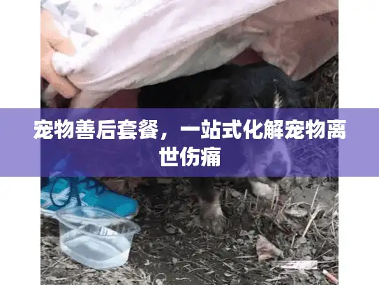 宠物善后套餐，一站式化解宠物离世伤痛