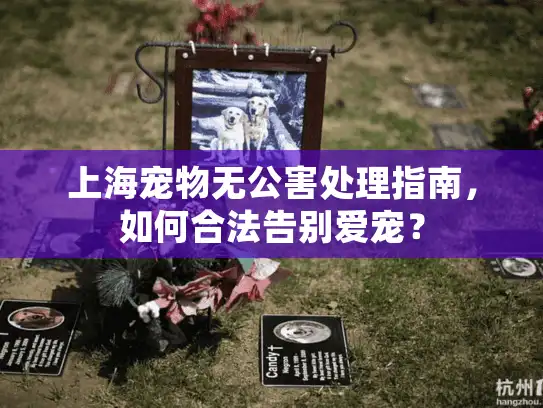 上海宠物无公害处理指南，如何合法告别爱宠？