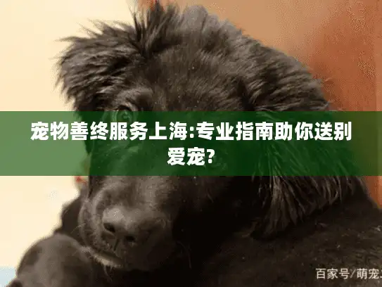 宠物善终服务上海:专业指南助你送别爱宠?