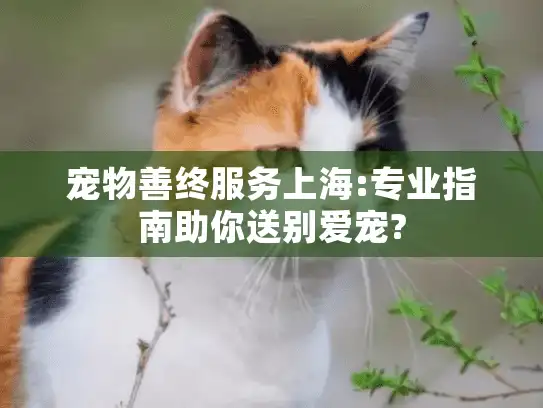 宠物善终服务上海:专业指南助你送别爱宠?