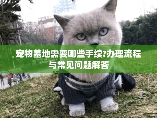 宠物墓地需要哪些手续?办理流程与常见问题解答