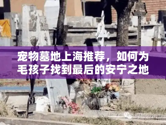 宠物墓地上海推荐，如何为毛孩子找到最后的安宁之地？