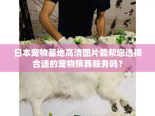日本宠物墓地高清图片能帮您选择合适的宠物殡葬服务吗？