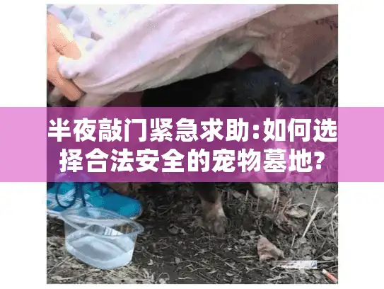 半夜敲门紧急求助:如何选择合法安全的宠物墓地?