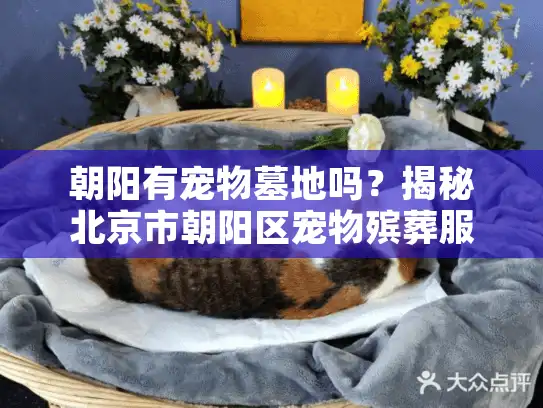 朝阳有宠物墓地吗？揭秘北京市朝阳区宠物殡葬服务指南