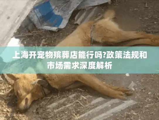 上海开宠物殡葬店能行吗?政策法规和市场需求深度解析