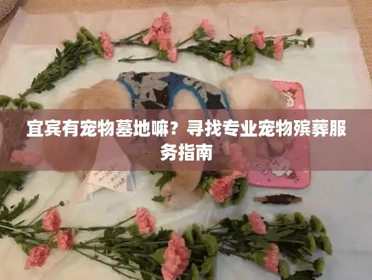 宜宾有宠物墓地嘛？寻找专业宠物殡葬服务指南