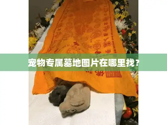 宠物专属墓地图片在哪里找？