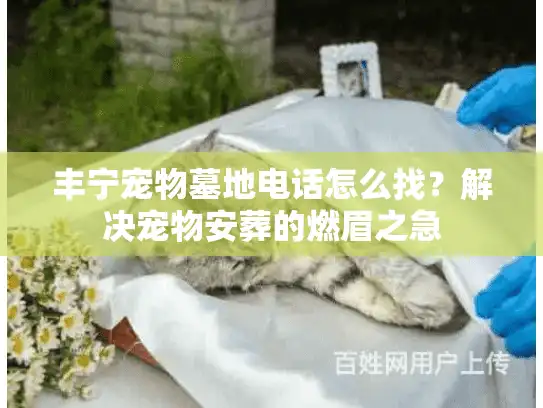 丰宁宠物墓地电话怎么找？解决宠物安葬的燃眉之急