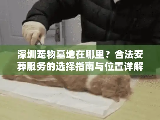 深圳宠物墓地在哪里？合法安葬服务的选择指南与位置详解