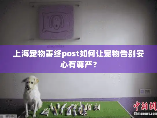 上海宠物善终post如何让宠物告别安心有尊严？