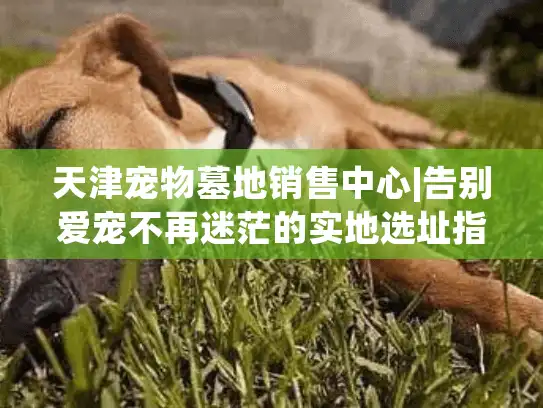 天津宠物墓地销售中心|告别爱宠不再迷茫的实地选址指南