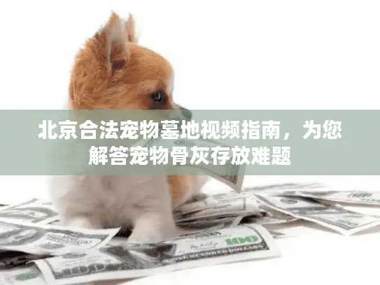 北京合法宠物墓地视频指南，为您解答宠物骨灰存放难题