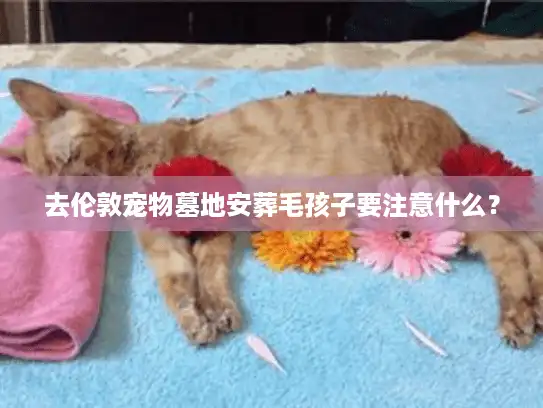 去伦敦宠物墓地安葬毛孩子要注意什么？