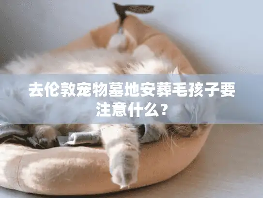 去伦敦宠物墓地安葬毛孩子要注意什么？